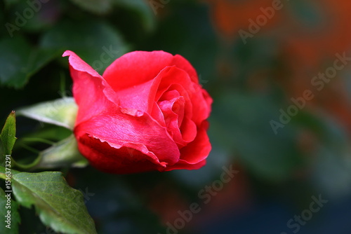 Beautiful red rose bud on blurred background, side view.