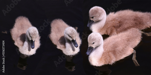 Cuadro en lienzo Four little swan babies in drops of water, small but already swimming