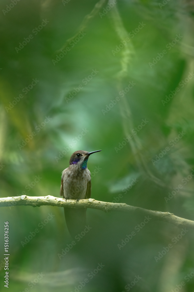 Fototapeta premium Jungle wildlife. Brown Violet-ear, Colibri delphinae, with green background, animal in the nature habitat, Costa Rica.