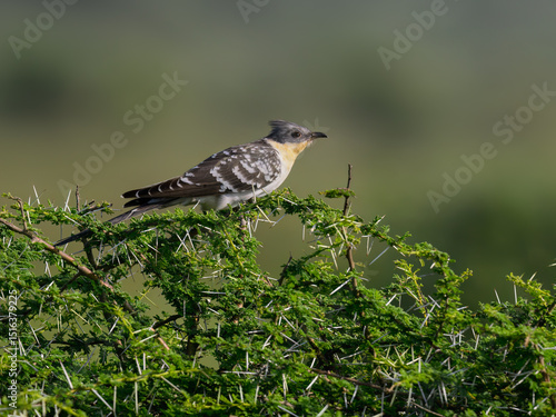 Wallpaper Mural Great Spotted Cuckoo Perched on Thorny Acacia Branch in Natural Habitat Torontodigital.ca