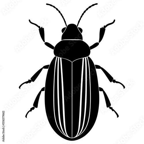 colorado potato beetle