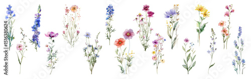 Field flower illustration vector collection. Cornflower, Mallow, Larkspur, Lavender, Yellow Daisy, Hollyhock, Chicory, Poppy flowers isolated. Meadow wild blossom set, field blooming plants clip art.