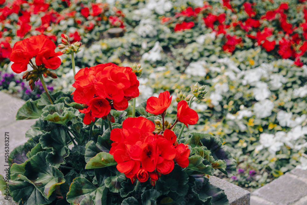 Obraz premium Red geraniums in a flowerbed.