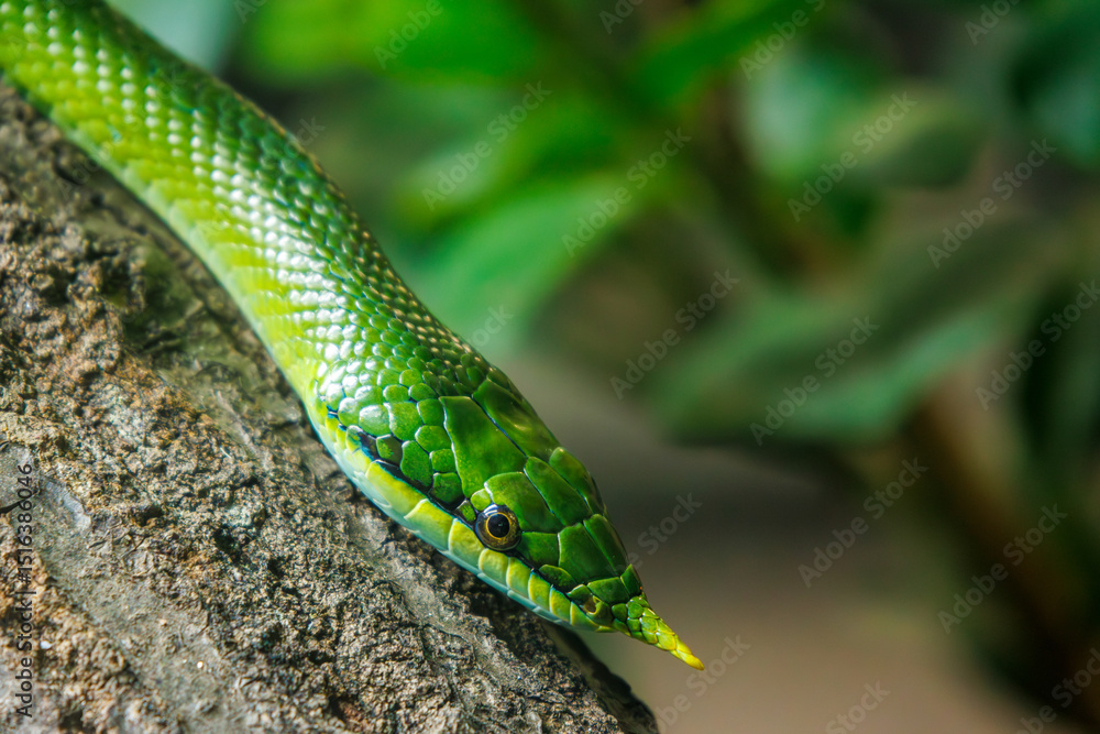 Obraz premium Green snake on a branch.