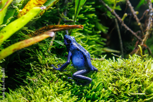 Blue Poison Dart Frog on Moss