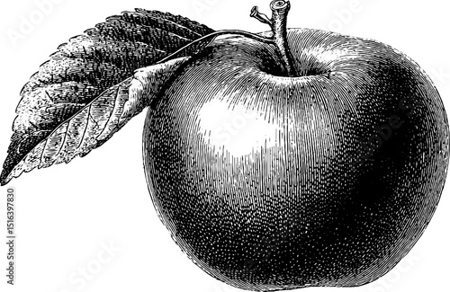 Detailed engraving of apple with leaf in bold black lines for art and design