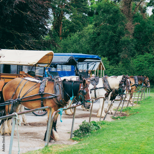Horse-drawn carriages lined up in Killarney, Ireland.