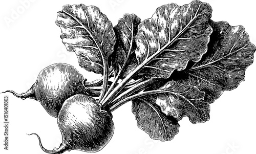 Vintage engraving of beetroot bunch with detailed leaves for botanical design