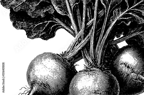 Detailed engraved illustration of beetroot bunch with leaves for botanical design