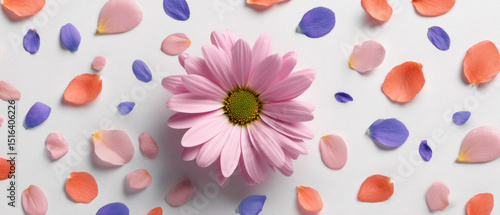 A pink daisy flower surrounded by scattered colorful petals on a light background.