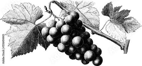 Detailed engraving of grape bunch with leaves for vintage design and art projects