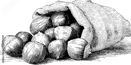 Engraved illustration of hazelnuts in a sack for vintage design