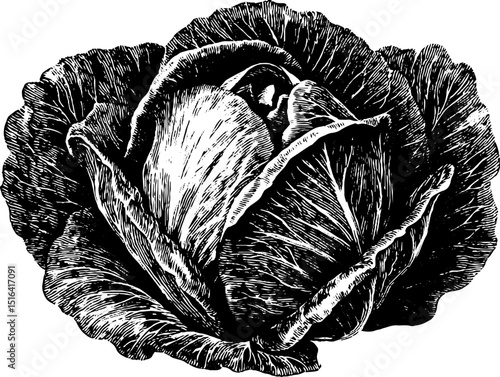 Intricate engraved illustration of lettuce head in bold black design for art and prints