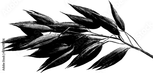 Engraved botanical illustration of oats bundle with detailed black ink style