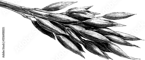 Engraved black and white illustration of oats bundle for design and print