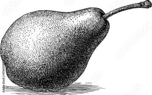 Engraved pear illustration with bold black lines for vintage art and design projects
