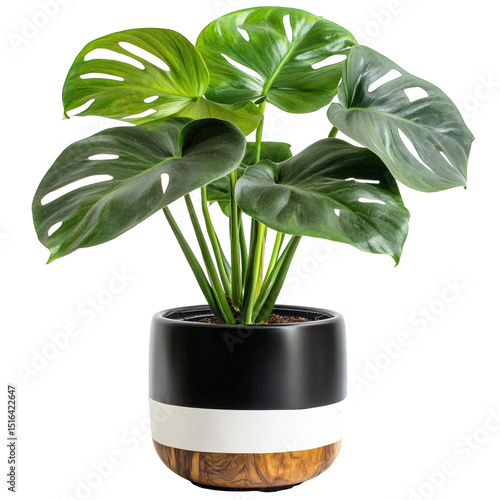A plant with a green pot