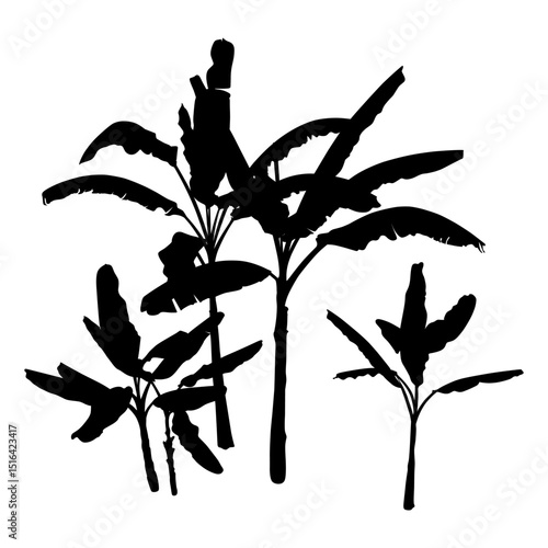A set of black Banana Palm Trees isolated on a white background. Desert and tropical houseplants. 
