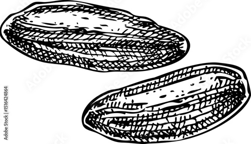 Tonka bean sketch. Hand-drawn vector icon. Perfumery and cosmetics, aromatic ingredients. Logo design. Not AI generated 