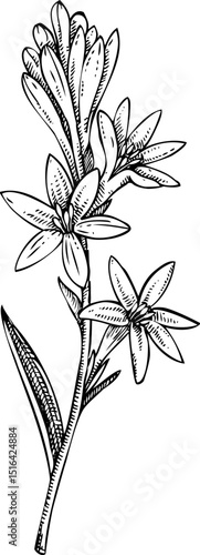 Tuberose flower sketch. Hand-drawn vector icon. Perfumery and cosmetics, aromatic ingredients. Logo design. Not AI generated 