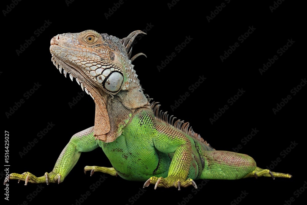 Obraz premium Green Iguana (also known as Common or American iguana) isolated on black background. mostly herbivorous species of lizard of the genus Iguana. It is native to Central America, South America.
