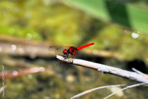 ハッチョウトンボ