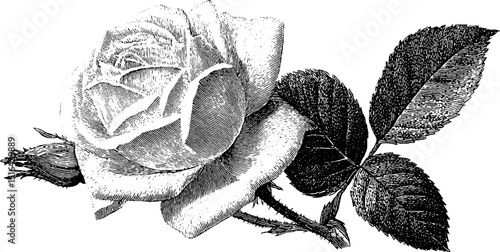 Intricate engraved traceried rose art with detailed leaves for botanical design