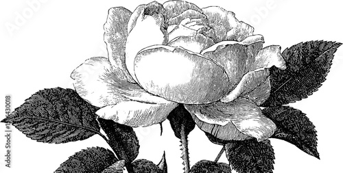 Engraved illustration of traceried rose flower. Black botanical art vintage nature floral engraving with detailed texture petals and leaves.