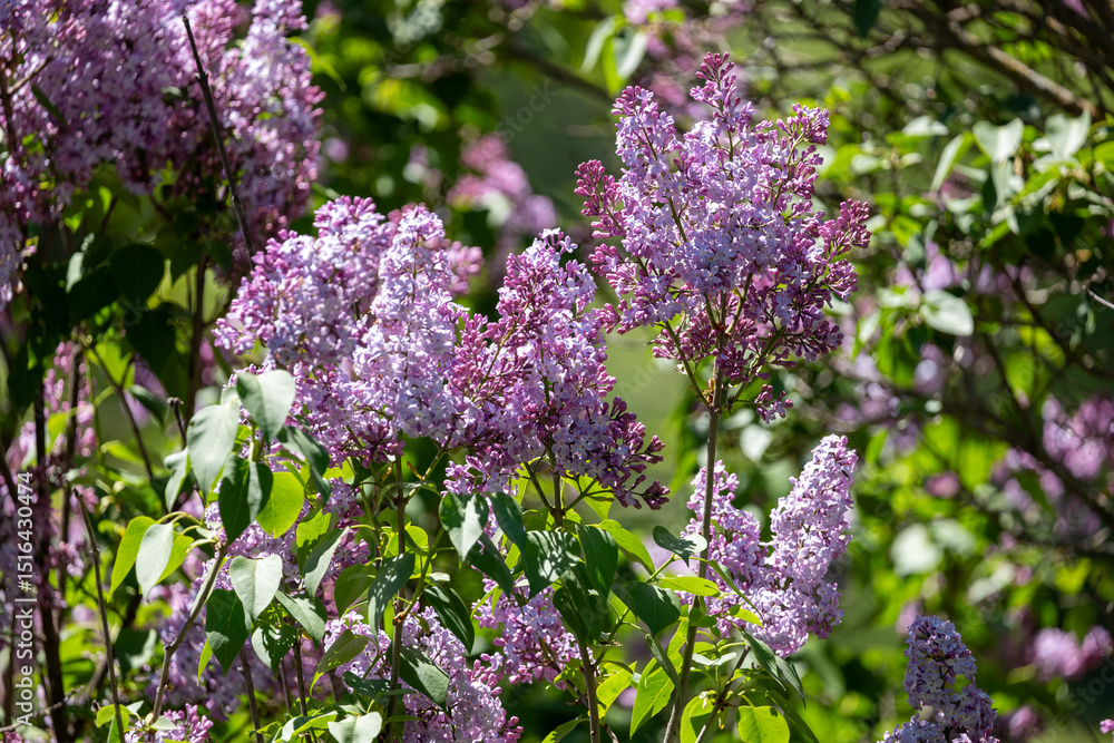 Obraz premium lilac flowers in the garden