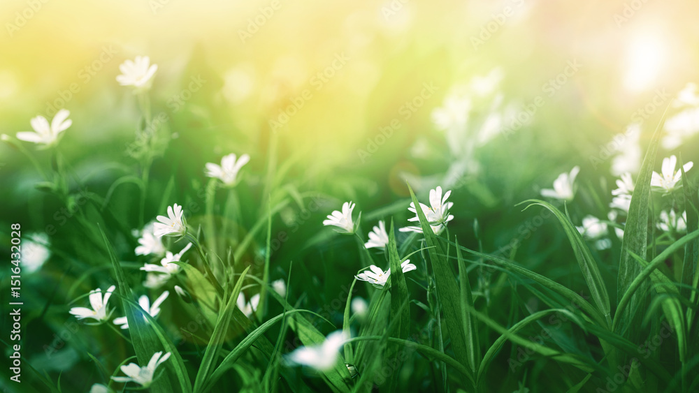 Fototapeta premium Sunlit field of blooming Stellaria holostea, also known as greater stitchwort, with delicate white flowers glowing among lush green grass. A bright, natural scene capturing spring’s gentle warmth. 