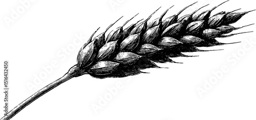 Detailed black engraved wheat ear illustration for botanical design