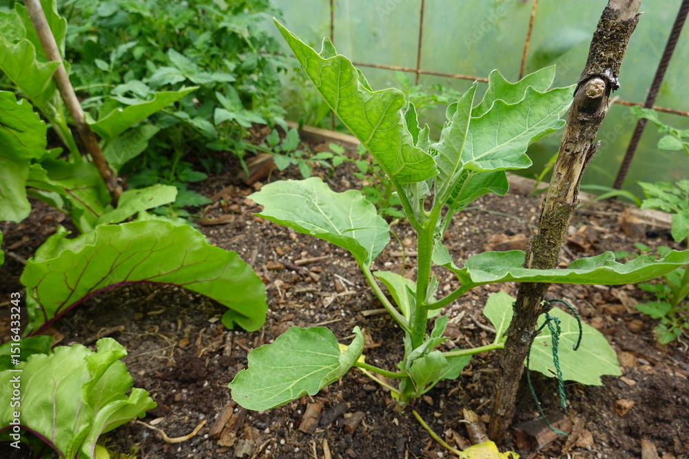 Fototapeta premium Eggplant seedling growing in vegetable garden supported by wooden stake