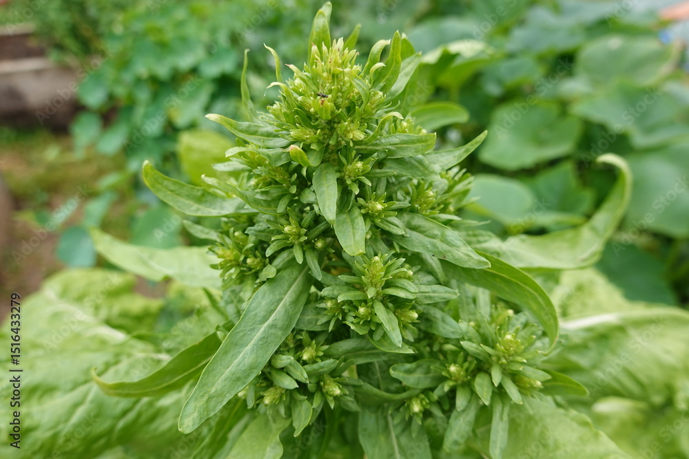 Fototapeta premium Butterbur sprout growing in vegetable garden
