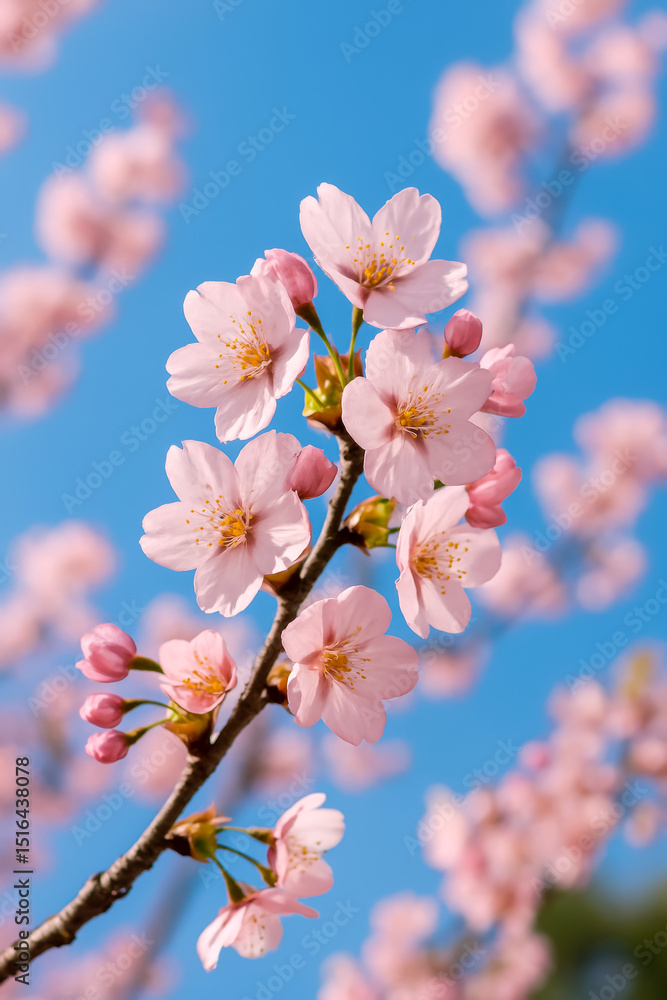 Obraz premium Beautiful cherry blossom flowers in full bloom against blue sky