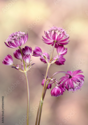 Różowe kwiaty Jarzmianki - odmiana Star of fire, tapeta, dekoracja.