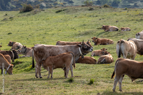 Wallpaper Mural cow in the woods Torontodigital.ca