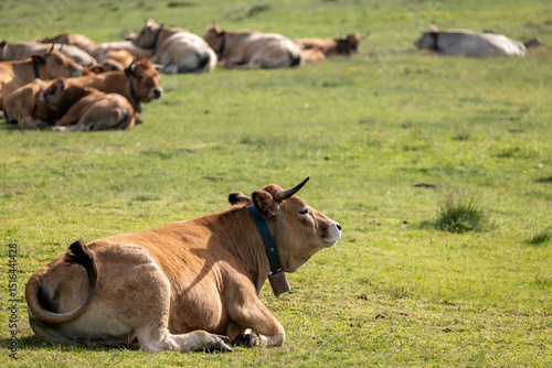 Wallpaper Mural cows in the field Torontodigital.ca