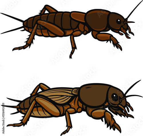 Mole cricket vektor.eps