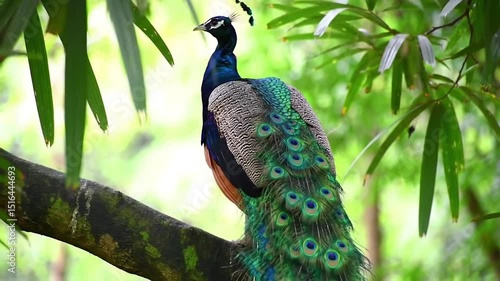Wallpaper Mural Vibrant peacock perched on tree branch. Iridescent peacock with cascading tail feathers. Peacock in natural foliage habitat. Torontodigital.ca