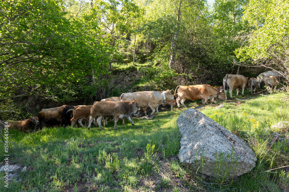 Obraz premium cows in the mountains