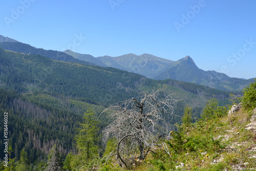 Spectacular views from the peak of Kopieniec Wielki (1328 m. n. m.) – a peak in the mountain forest part of the Western Tatras, between the Olczyska Valley and Chlabowska Valley. Zakopane, Poland