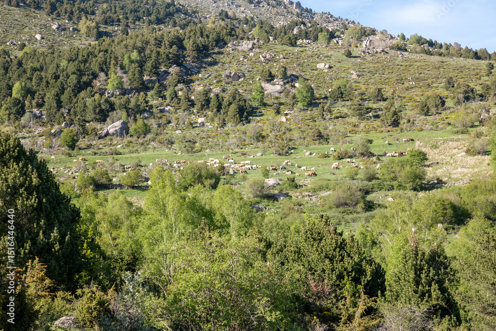 Naklejka premium mountain landscape in the mountains