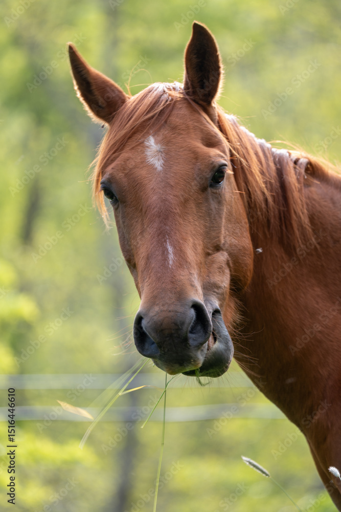 Obraz premium portrait of a horse