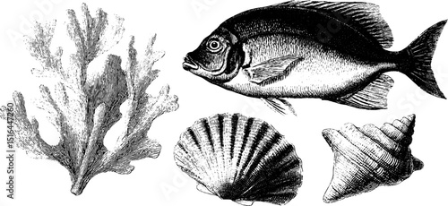 Engraved marine life illustration featuring fish, coral, and shells