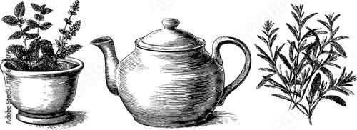 Engraved vintage herbal tea pot and plants illustration set for design projects