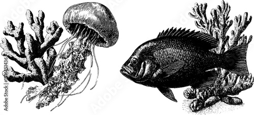 Engraved marine life illustration featuring jellyfish and coral for nature design