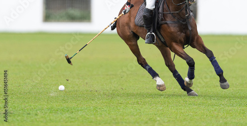 A polo player and horse in action, striking the ball with a mallet. The horse is a Thoroughbred, known for its speed and agility. 