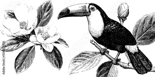 Engraved illustration of jungle vines with toucan and tropical flowers for nature design