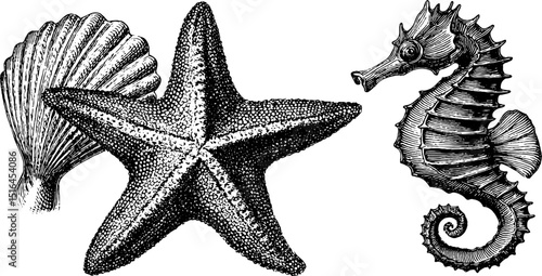 Vintage ocean life engraving with starfish, seahorse, and seashell for nautical decor