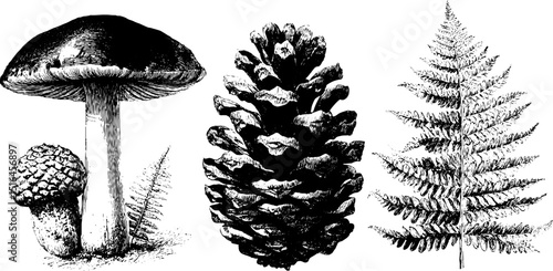 Vintage botanical illustration of mushroom, pinecone, and fern - nature themed design for print
